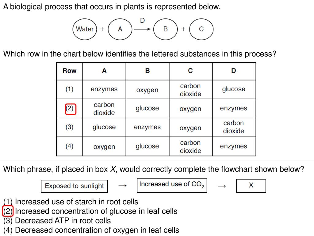 Photosynthesis Respiration Ppt Download