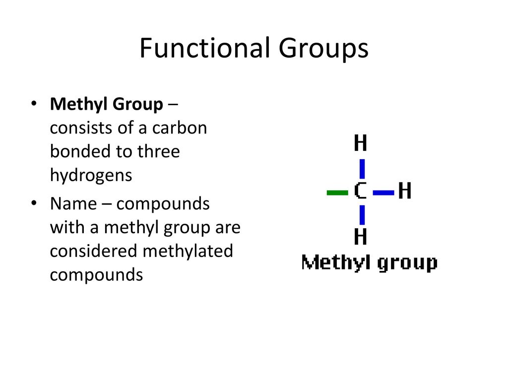 Functional Groups Methyl Group – consists of a carbon bonded to three hydrogens.