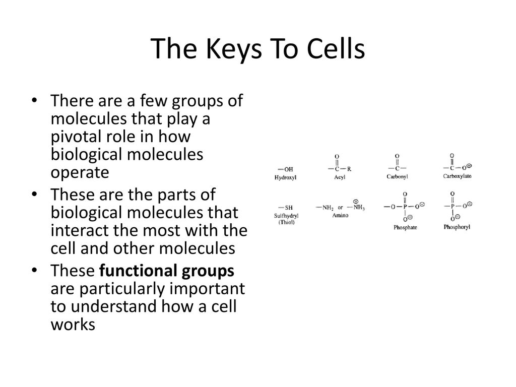 The Keys To Cells There are a few groups of molecules that play a pivotal role in how biological molecules operate.
