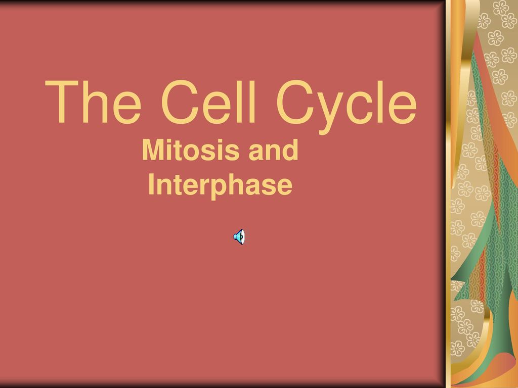 Mitosis and Interphase Biology Diagrams