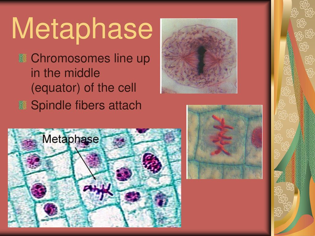 Mitosis and Interphase Biology Diagrams