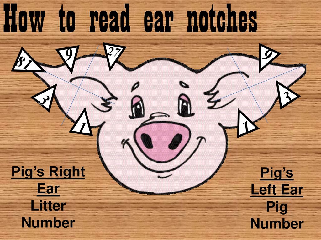 Ear Notching Ppt Download