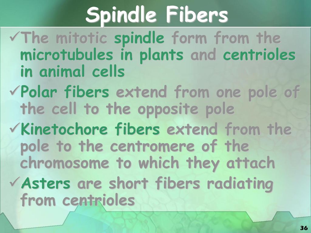 Cellular Division. Biology Diagrams