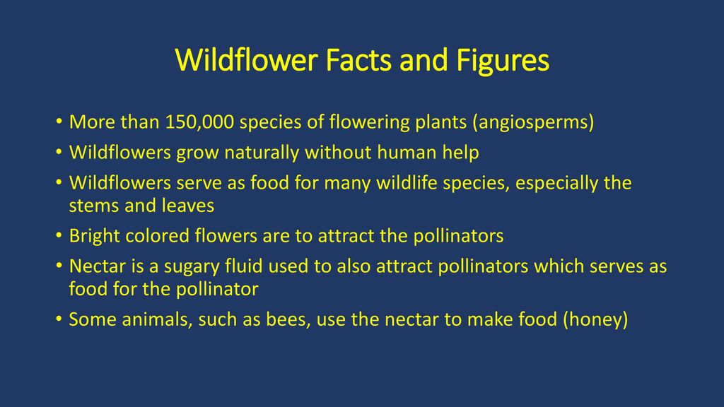 Wildflower facts