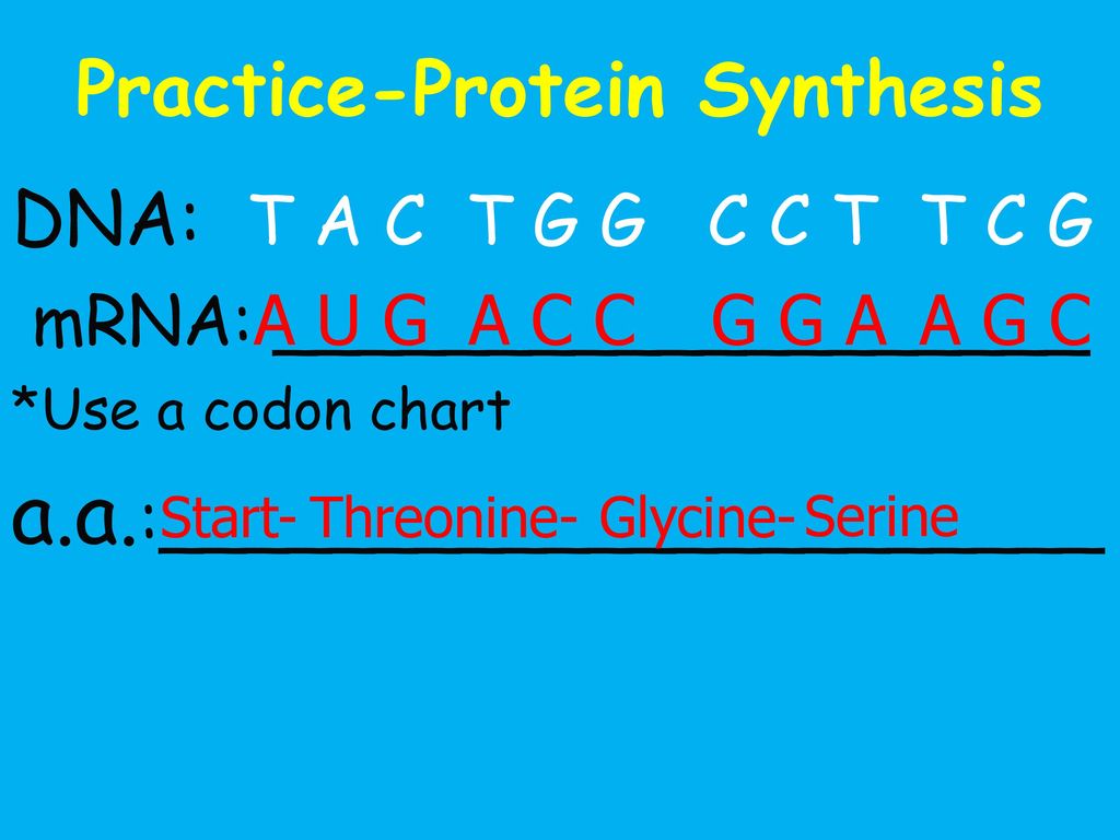 Practice-Protein Synthesis