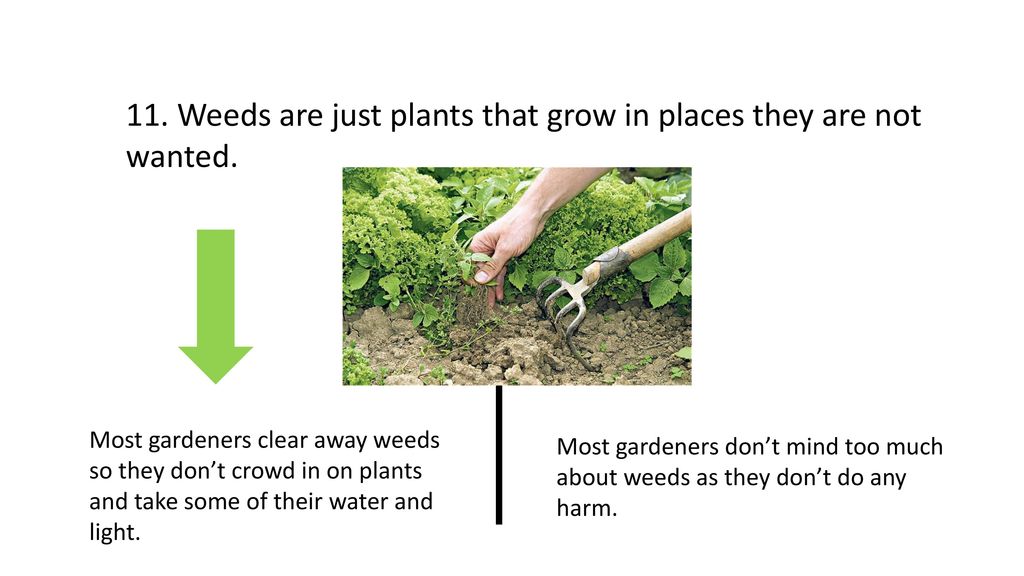 11. Weeds are just plants that grow in places they are not wanted.
