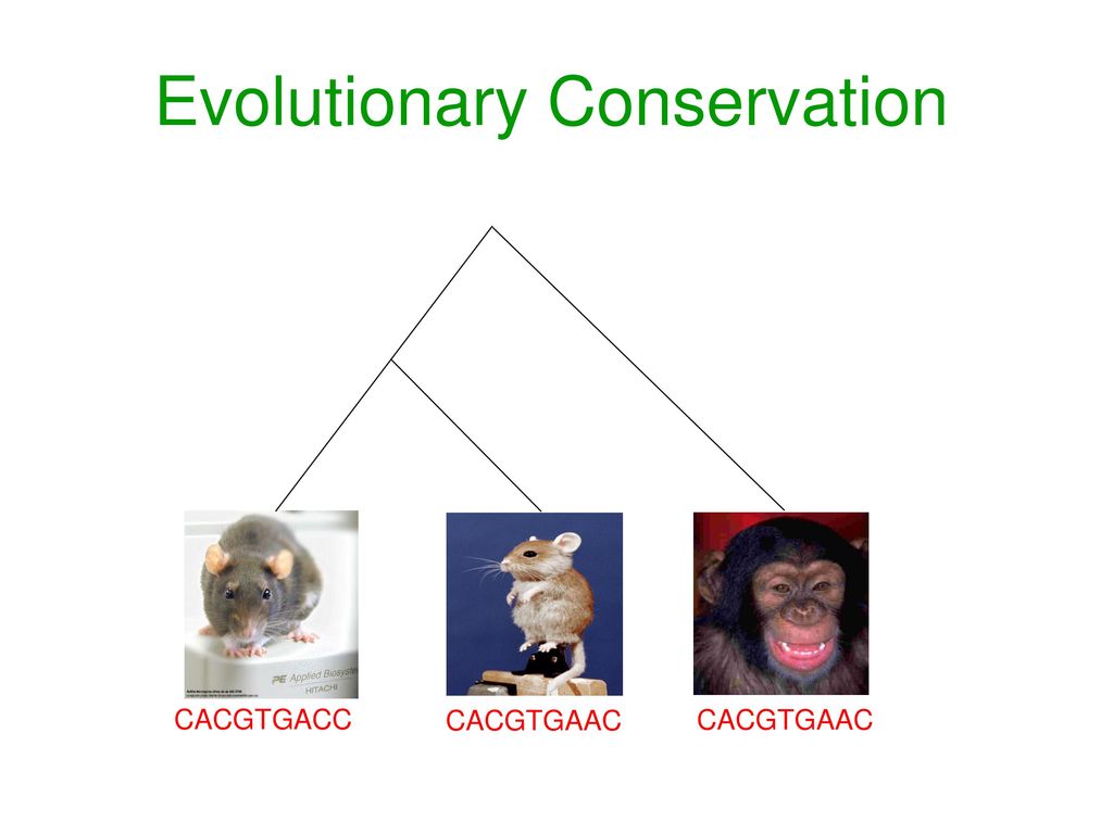 Evolutionary Conservation