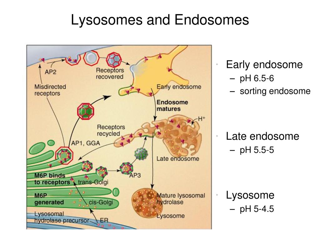 В лизосомах происходят реакции. Лизосома. Лизосомы строение. Образование лизосом и эндосом. Эндосома строение.