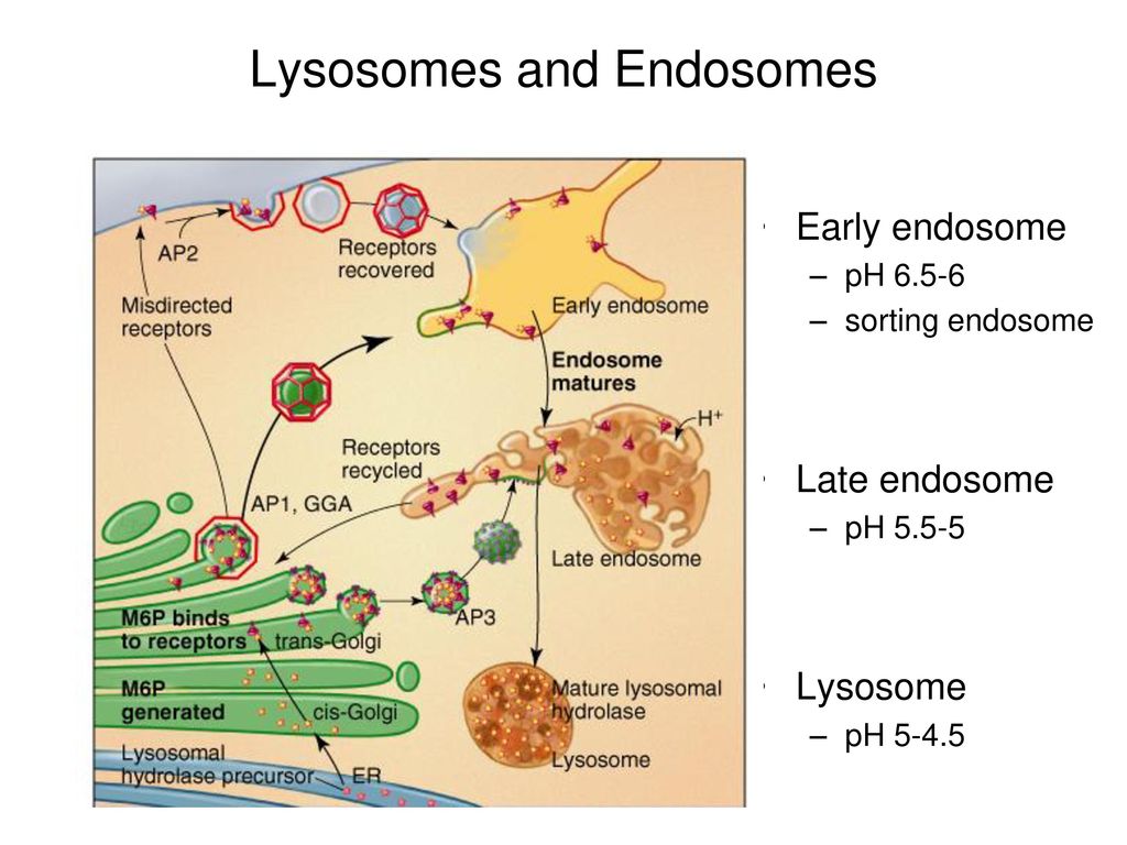 Ферменты для первичных лизосом. Лизосома. Лизосомы строение. Образование лизосом и эндосом. Эндосома строение.