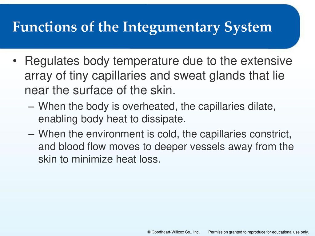 Chapter 3: Membranes and the Integumentary System - ppt download
