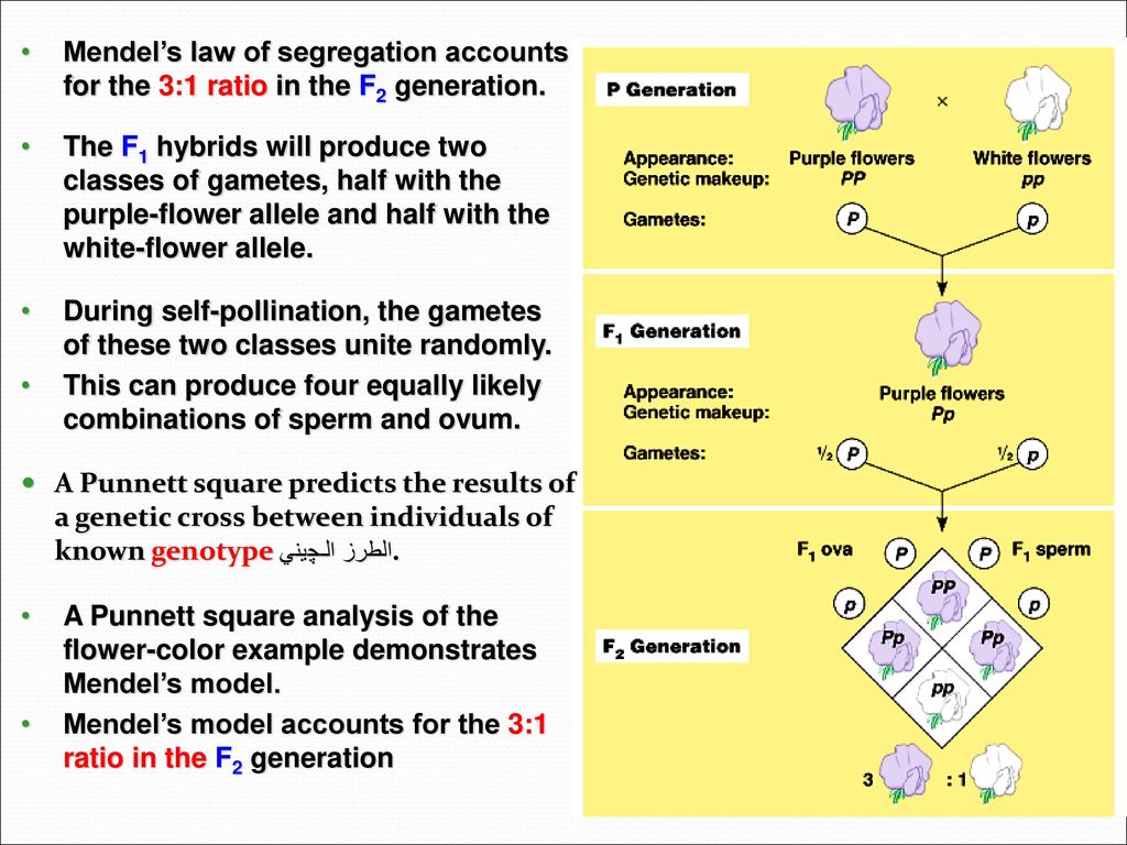 Mendel’s law of segregation accounts for the 3:1 ratio in the F2 generation.