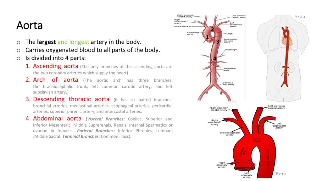 Aorta Oh Сливы