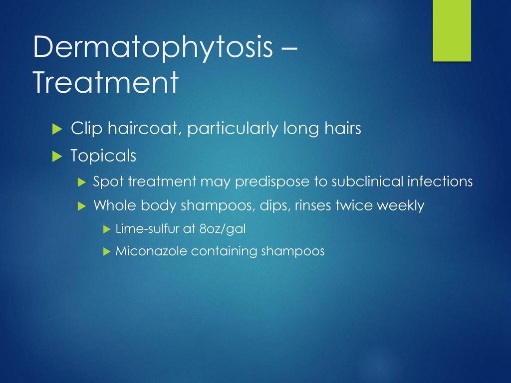 CASE #6. CASE #6 NON-BURROWING MITES Cheyletiellosis “walking dandruff