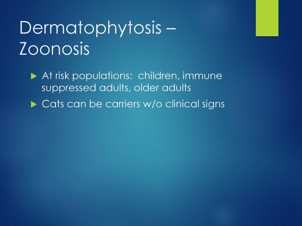 CASE #6. CASE #6 NON-BURROWING MITES Cheyletiellosis “walking dandruff
