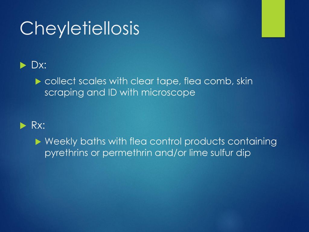CASE #6. CASE #6 NON-BURROWING MITES Cheyletiellosis “walking dandruff