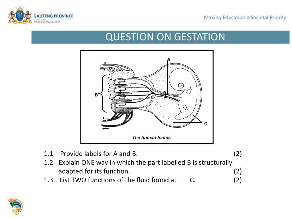Reproduction strategies in Vertebrates and Human reproduction - ppt