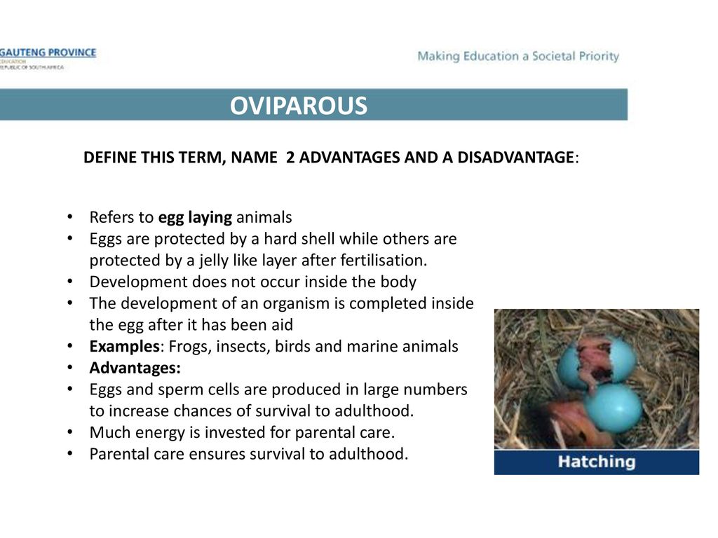Reproduction strategies in Vertebrates and Human reproduction - ppt download