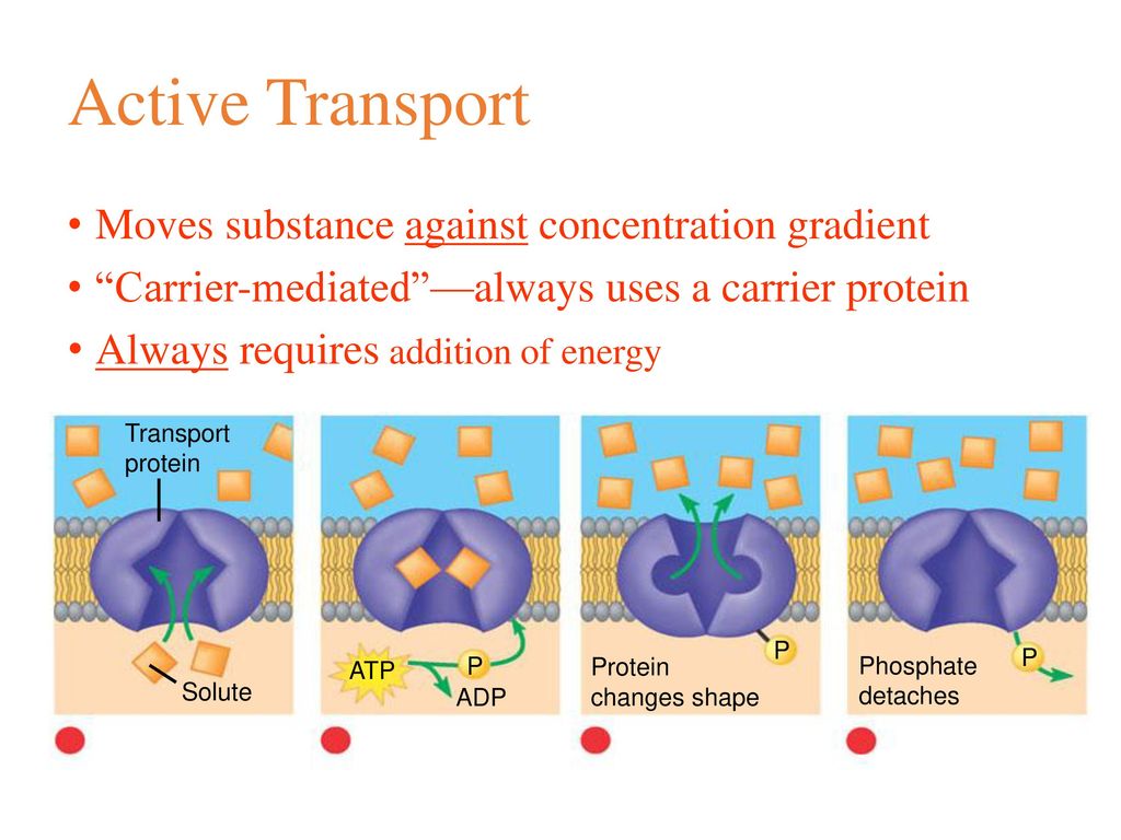 Cells Active & Passive transport. - ppt download