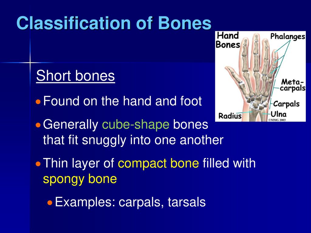 The Skeletal System. - ppt download