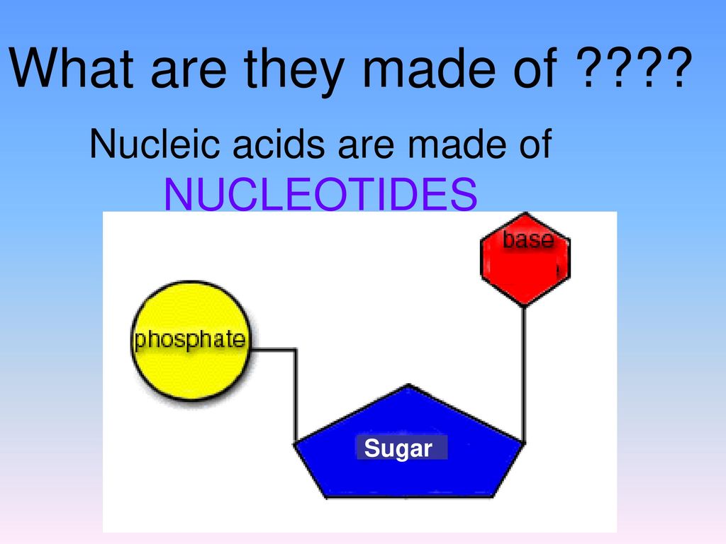 Nucleic acids are made of NUCLEOTIDES