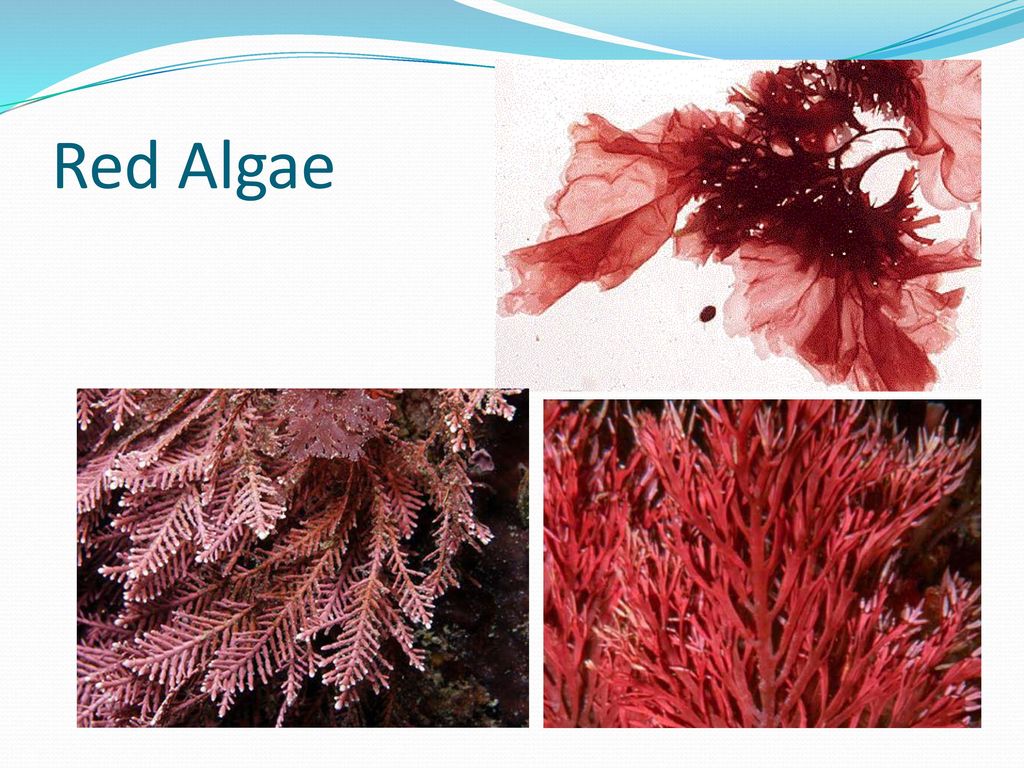 Красные водоросли 7 класс впр. Красные водоросли под микроскопом. Красные водоросли палеоботаника. Дыхание красных водорослей. Красные водоросли автотрофы или гетеротрофы.
