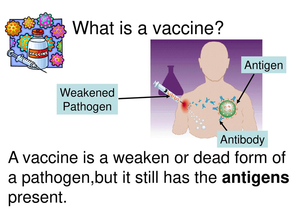 What is a vaccine. Antigen. Weakened. Pathogen.