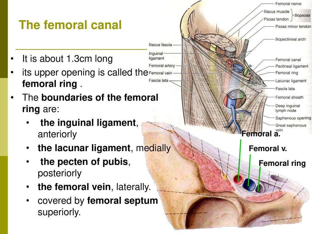 The femoral canal It is about 1.3cm long.