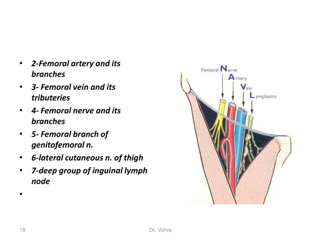 2-Femoral artery and its branches 3- Femoral vein and its tributeries