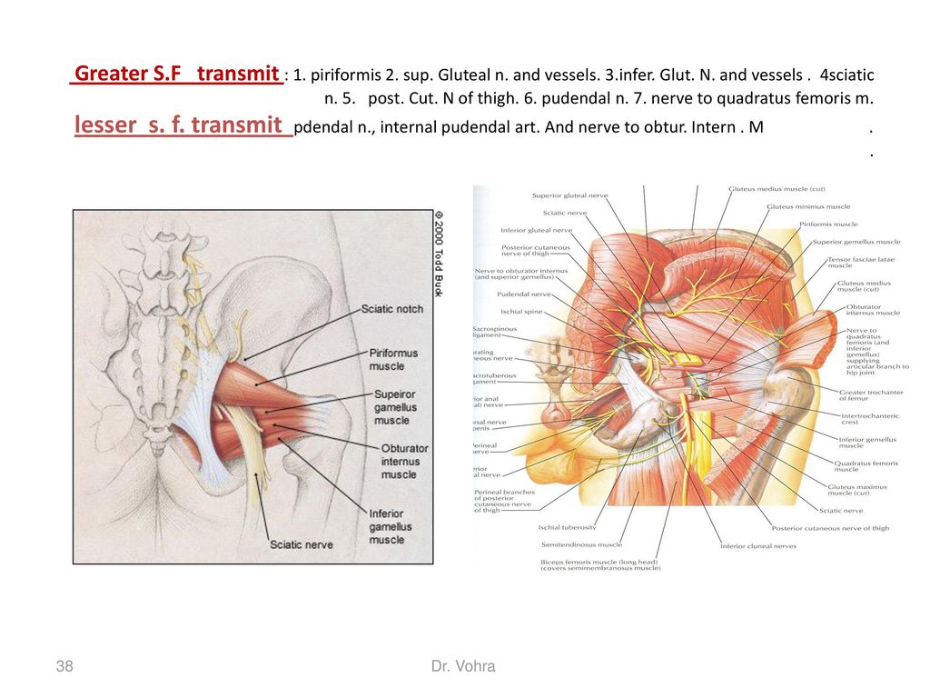 Greater S.F transmit : 1. piriformis 2. sup. Gluteal n. and vessels. 3.infer. Glut. N. and vessels . 4sciatic n. 5. post. Cut. N of thigh. 6. pudendal n. 7. nerve to quadratus femoris m. lesser s. f. transmit pdendal n., internal pudendal art. And nerve to obtur. Intern . M . .