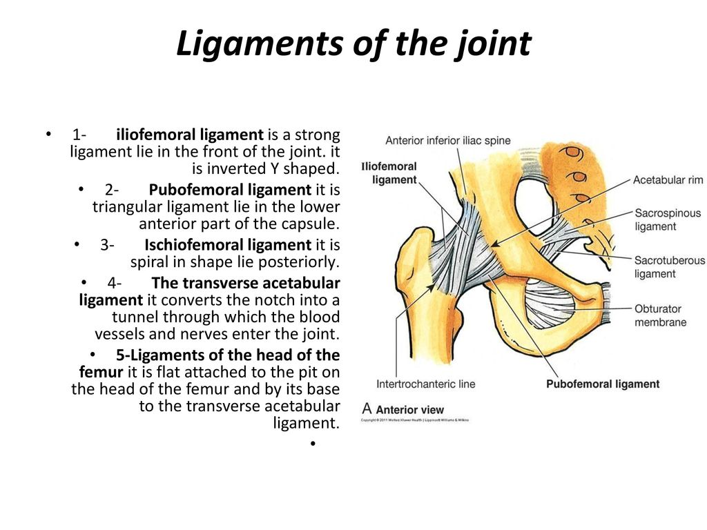 Ligaments of the joint 1- iliofemoral ligament is a strong ligament lie in the front of the joint. it is inverted Y shaped.