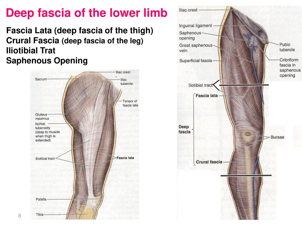 Deep fascia of the lower limb
