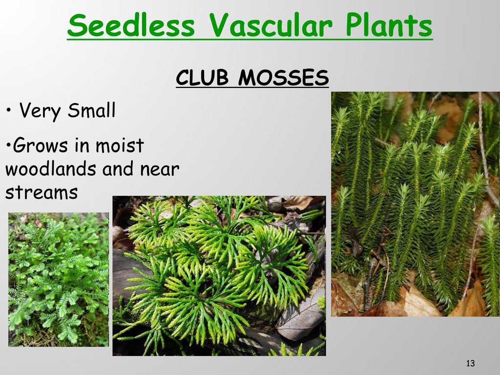 VASCULAR PLANTS. - ppt download