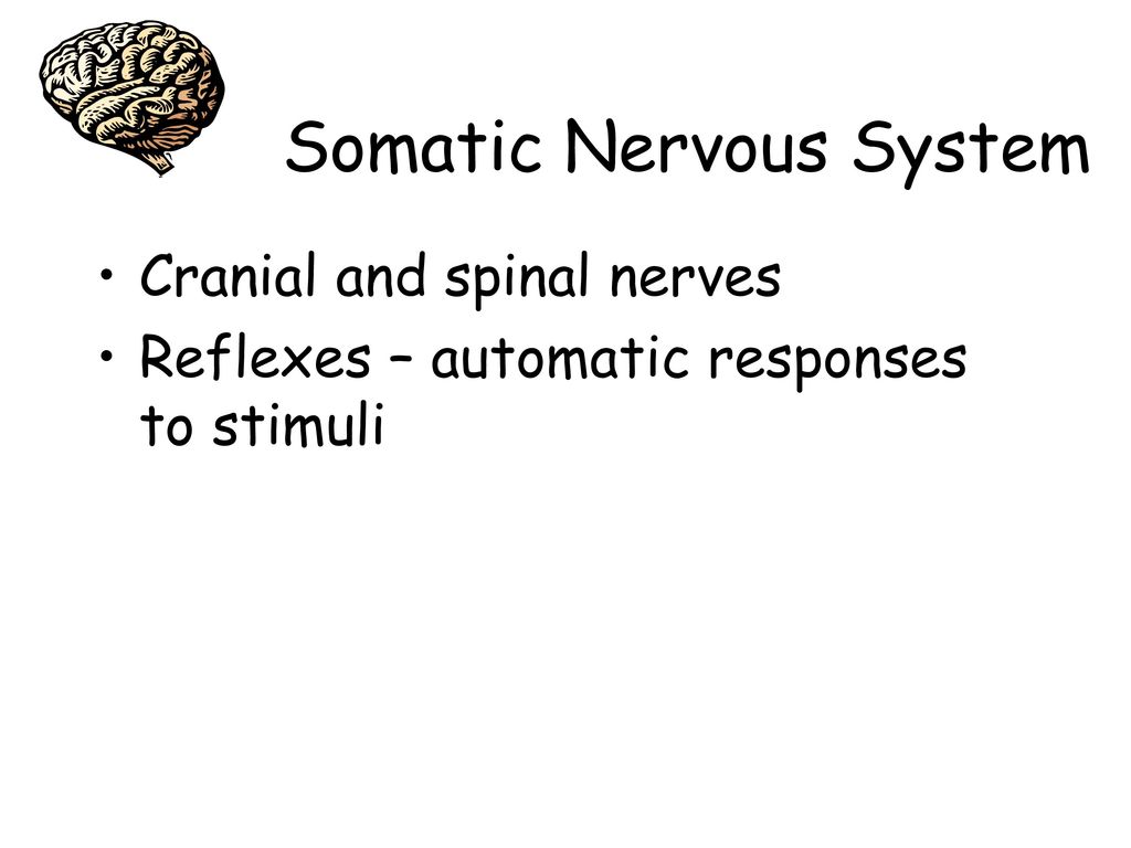 Brain Spinal Cord Nerves Neurons - ppt download