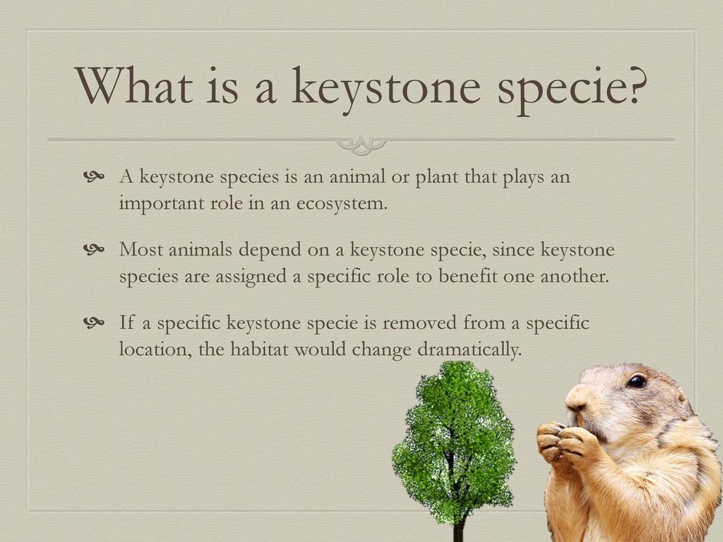 Keystone Species: Animals With Critical Roles
