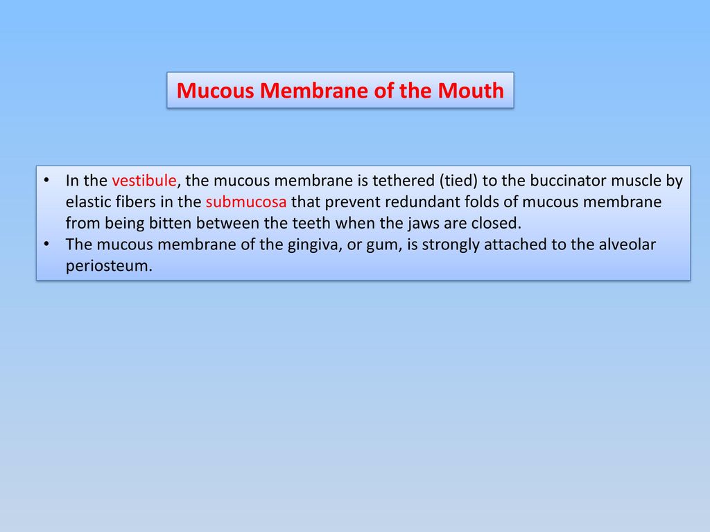 Mucous+Membrane+of+the+Mouth