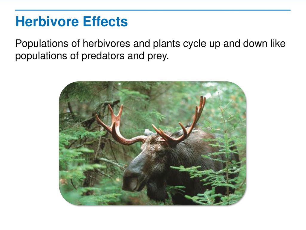 Populations Biology Diagrams