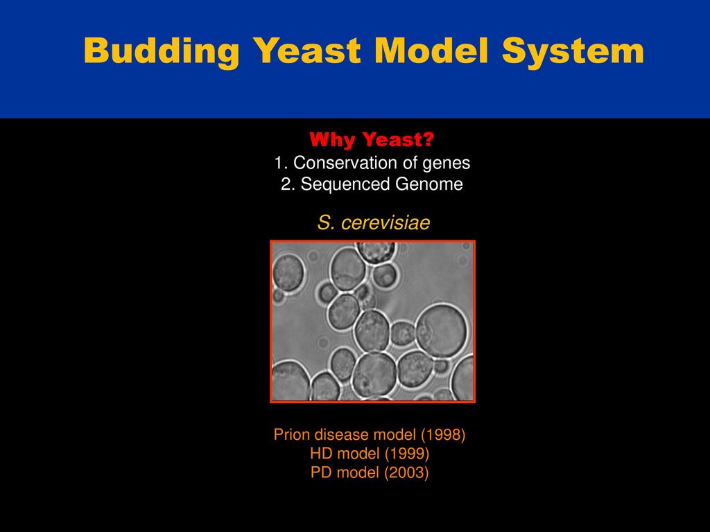 Advisor: Shubhik K. DebBurman Department of Biology Biology Diagrams