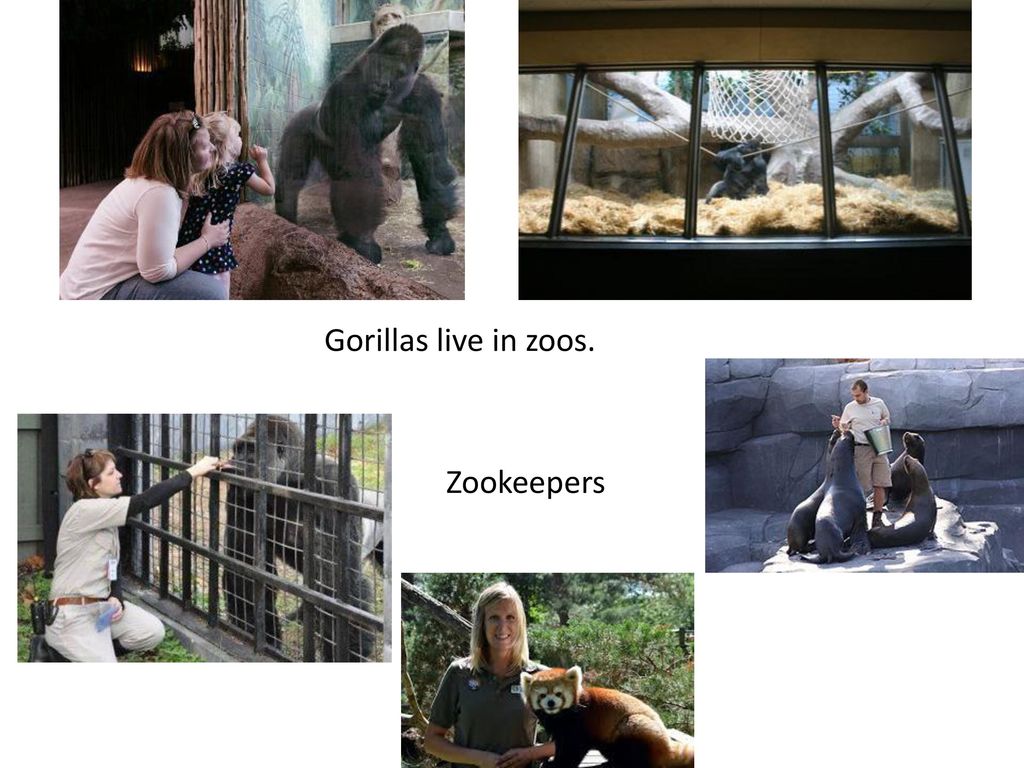 Gorillas live in zoos. Zookeepers