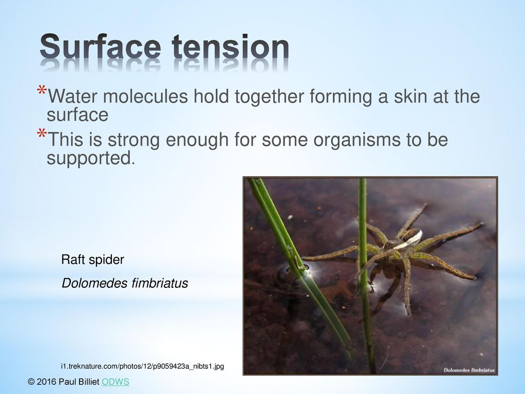 Surface tension Water molecules hold together forming a skin at the surface. This is strong enough for some organisms to be supported.