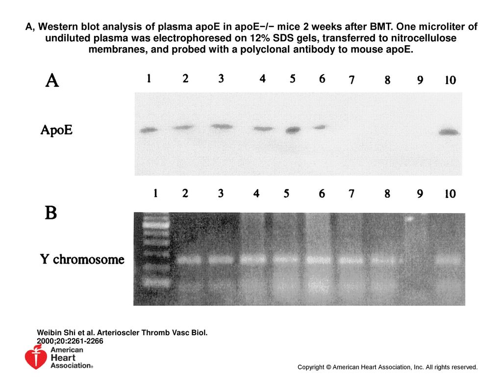 A, Western blot analysis of plasma apoE in apoE−/− mice 2 weeks after BMT. One microliter of undiluted plasma was electrophoresed on 12% SDS gels, transferred to nitrocellulose membranes, and probed with a polyclonal antibody to mouse apoE.