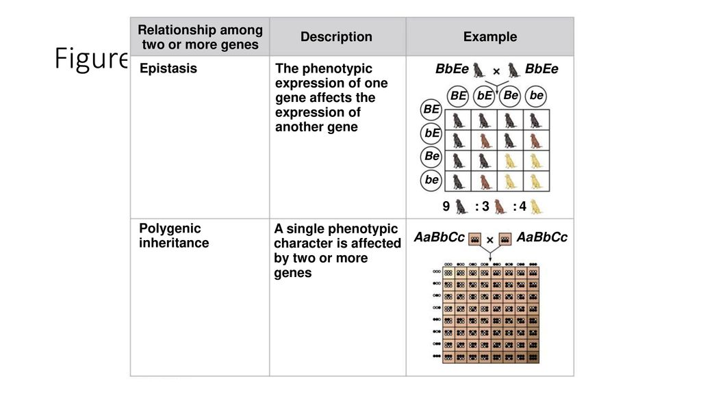 Figure 14.UN06 Relationship among two or more genes Description