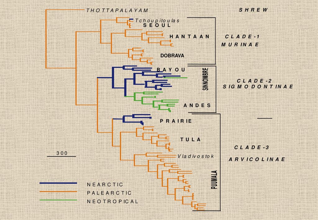 Hantaviruses And Their Rodent Hosts Ppt Download