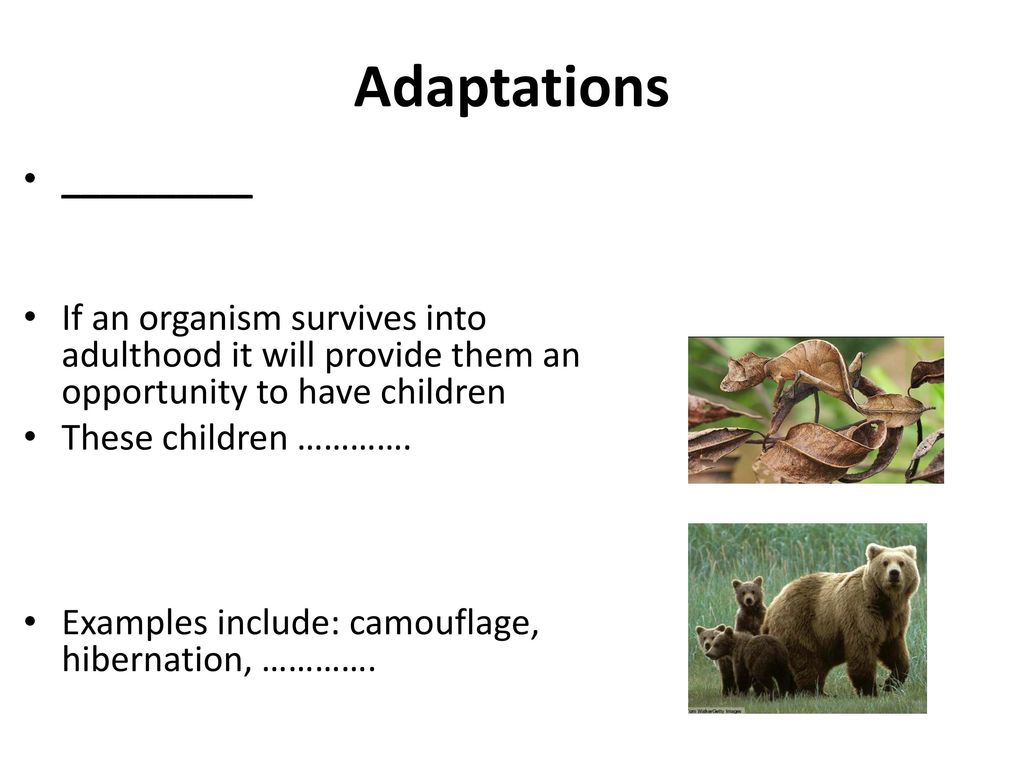 Physical and Behavioral Adaptations How plants and animals adapt to