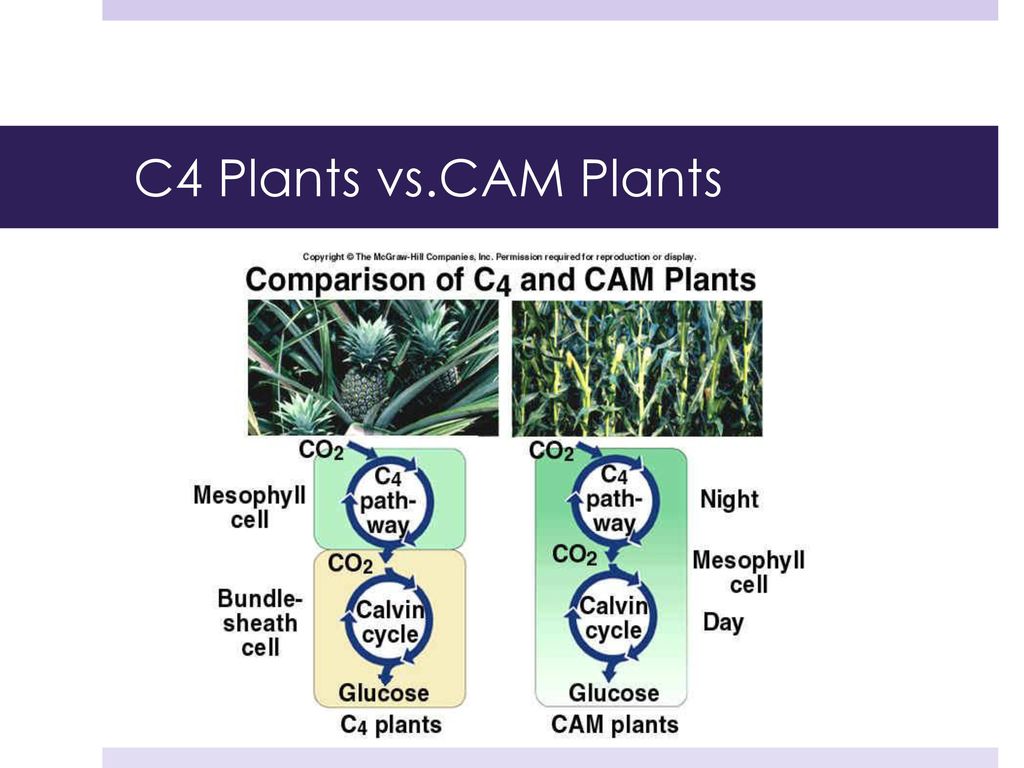 Chapter 5 Capturing And Releasing Energy Ppt Download chapter-5-capturing-and-releasing-energy-ppt-download