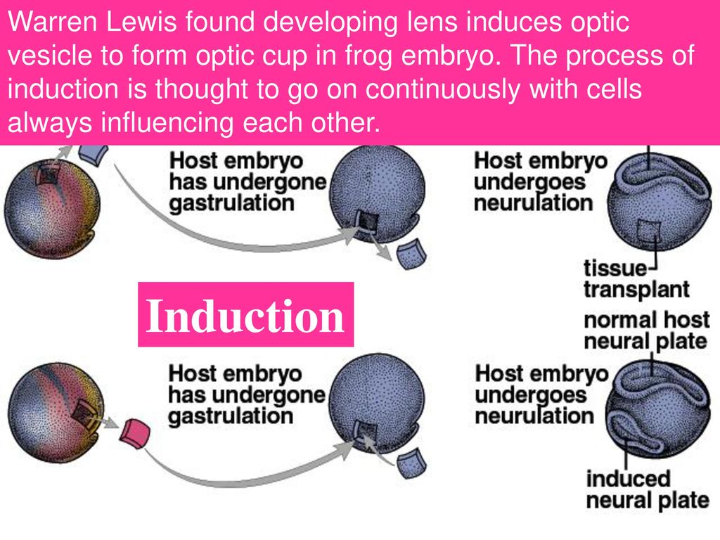 Fertilization Animation Ppt Download