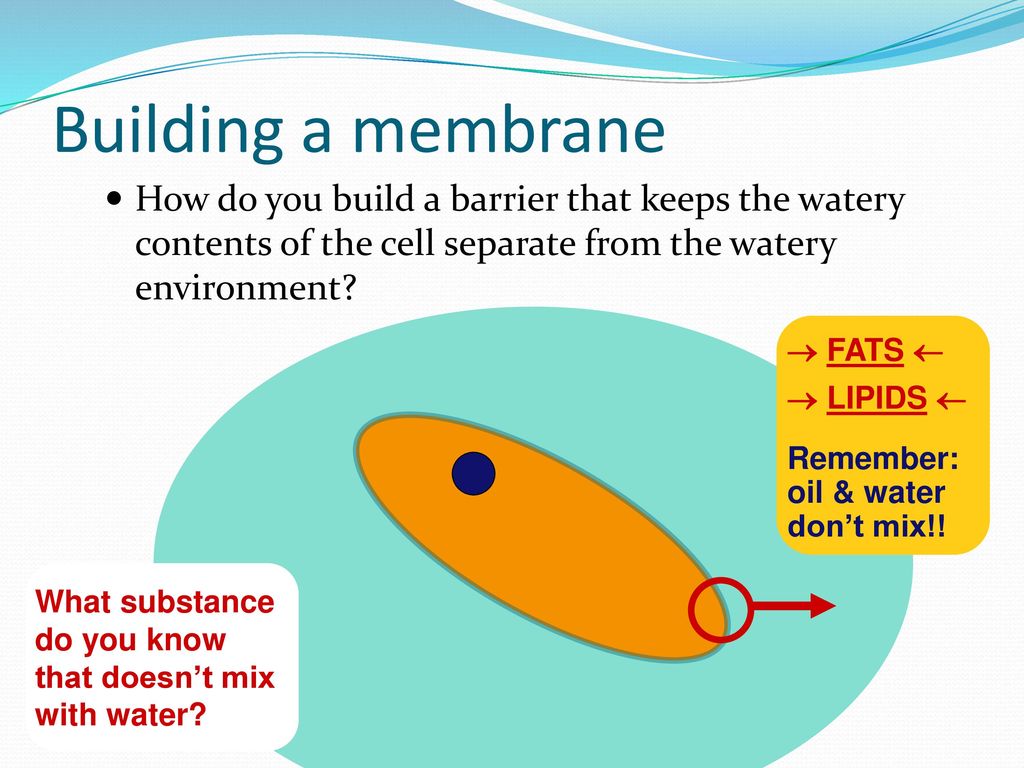 Cell Membranes, Diffusion, and Osmosis ppt download