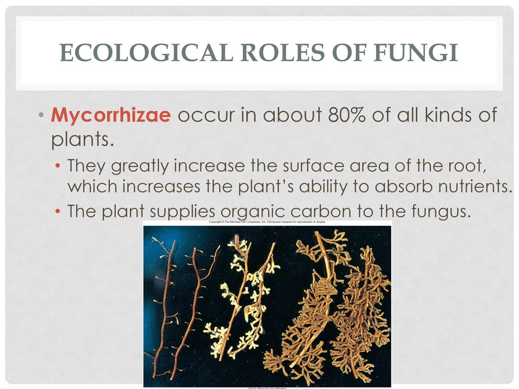 Ecological Roles of Fungi