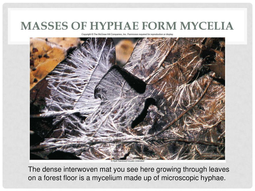 Masses of hyphae form mycelia