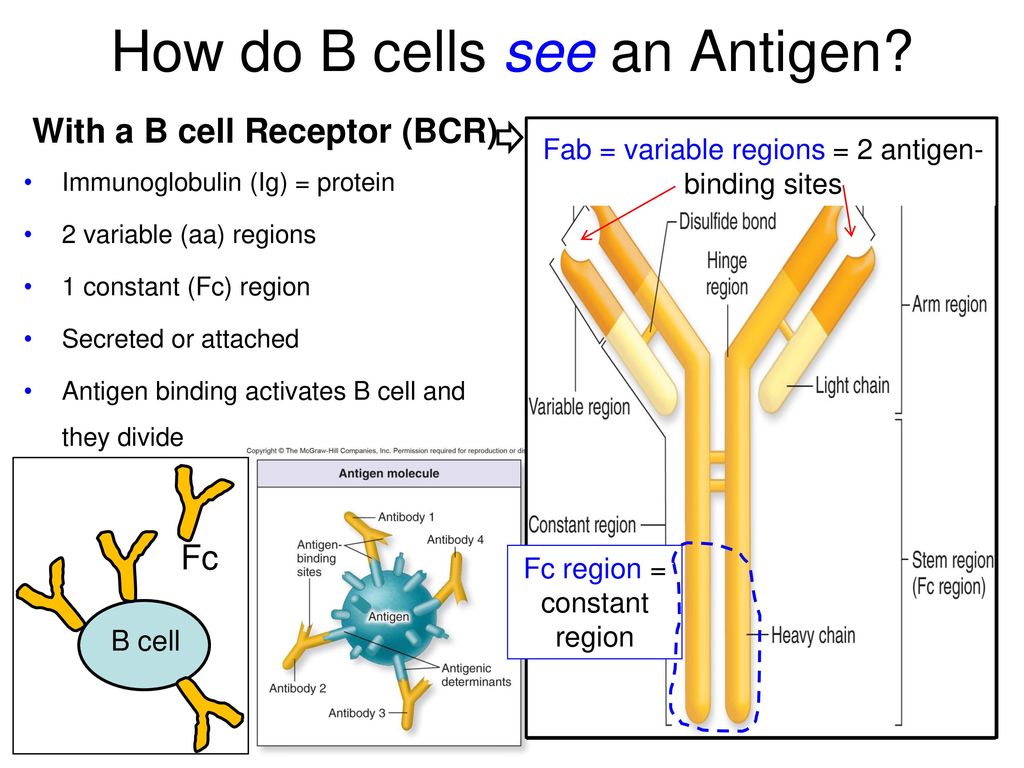 Natural Killer cell destroying cell - ppt download