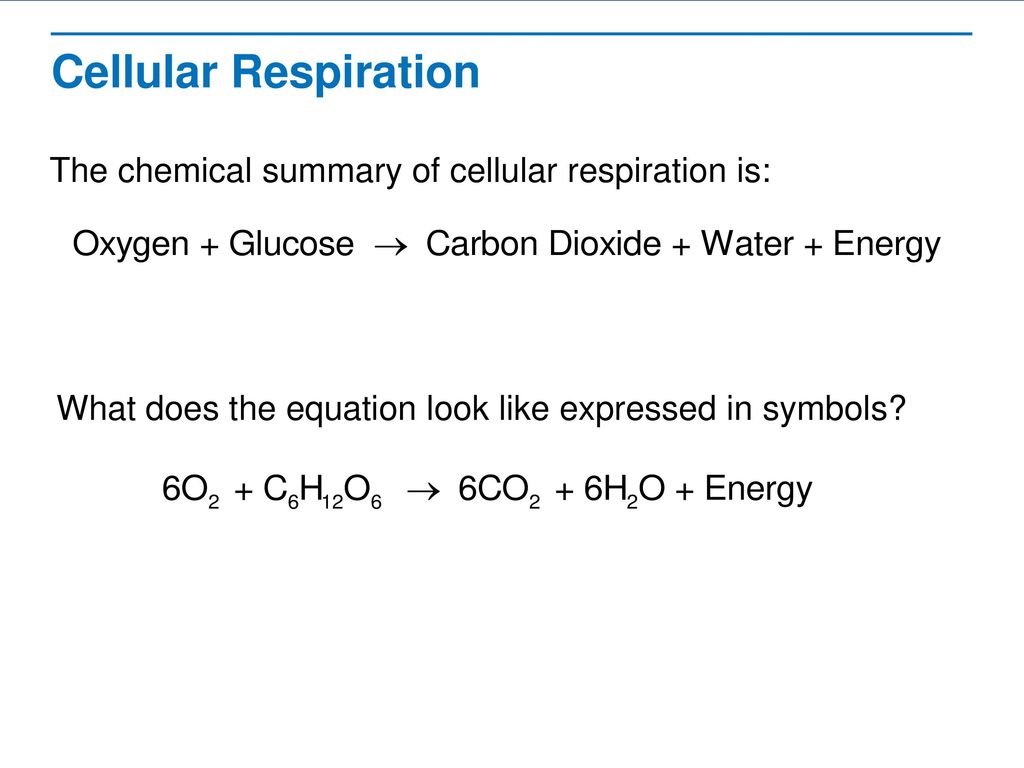 The Process of Cellular Respiration - ppt download